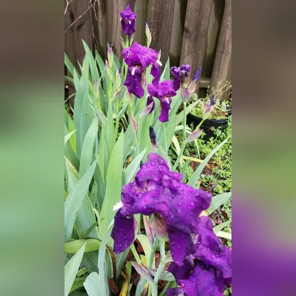 5 for 15$ Bearded Iris Rhizomes - Purple - Picture 13 of 14